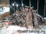 Так ловят на Дальнем Востоке!