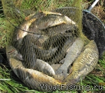 VivatFishing �� ������